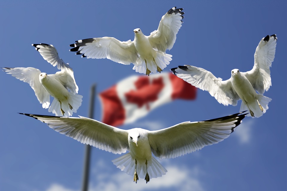 کانادا دومین کشور برتر جهان برای مهاجران است