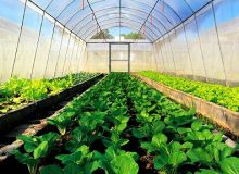 راه اندازی برنامه مهاجرتی کشاورزی صنایع غذایی